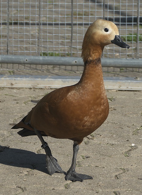 牺牲