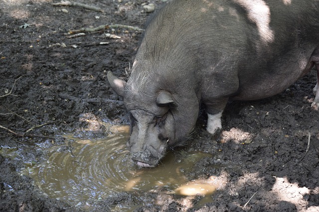 的结合体 的结合体