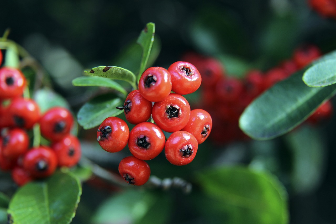 国儿童基金 国儿童基金